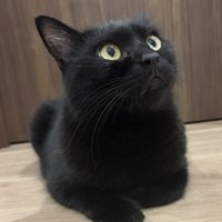 香箱座りする黒猫