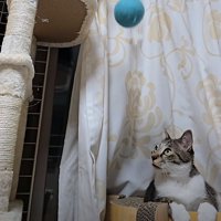 落ちていくボール