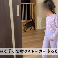 女の子のあとをついてまわる猫