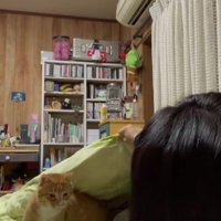 ベッドに入る猫と飼い主