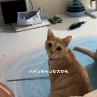 振り向く猫