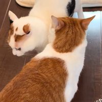 通り過ぎようとする猫