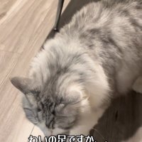 靴下に近づく猫