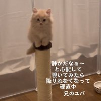 爪とぎポールに乗ってカメラ目線の子猫