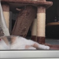 あくびをする成猫
