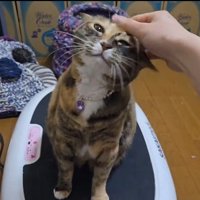 ブルブルマシンの上に乗っている猫