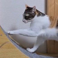 動揺している様子の三毛猫