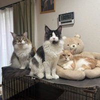 くつろいでいる猫