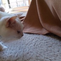 猫の横顔