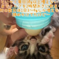 ミルクを飲んでいる子猫