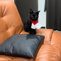 マフラーを巻く猫