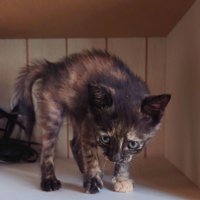 近寄ってくる子猫