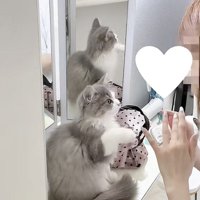 飼い主さんを見つめる猫の写真3