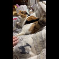 満足そうな表情のミケ