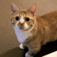 キャットタワーでくつろぐマンチカン