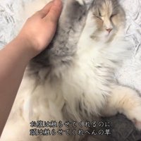 前足をあげる猫