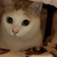 こたつの中にいる猫