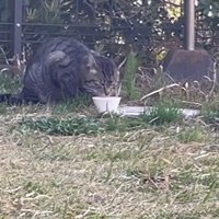 ご飯を食べる猫