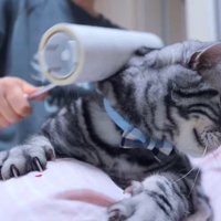 粘着シートを猫の体に転がす飼い主
