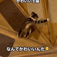階段を降りる子猫