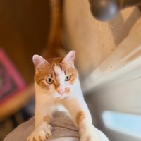 人の足に前足をかけて立つ猫