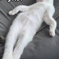 セクシーな寝姿の猫