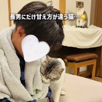 長男くんに擦り寄る保護猫