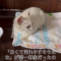 横を向く子猫
