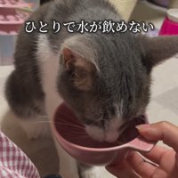 水を飲む猫