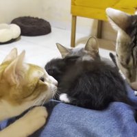 膝の上のネネちゃんに集合