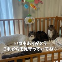 ベビーベッドに座る2匹の猫