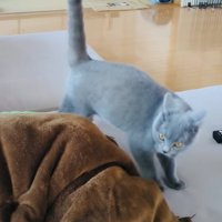 ソファでステップを踏むブリティッシュショートヘア