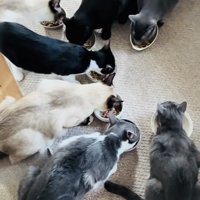 ごはんを食べる7匹の保護猫