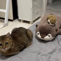 香箱座りする猫とぬいぐるみ2体