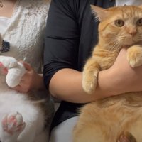 抱っこされる猫