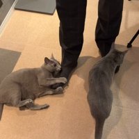 飼い主の足にしがみつく2匹の猫