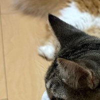 キジ白猫の頭部アップ