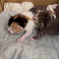 箱の中にいる2匹の子猫