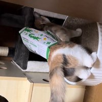ティッシュ箱を身につけた猫