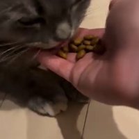 ごはんを食べる猫2