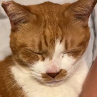 鼻が赤い猫