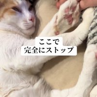 ベッドの中で寝ている猫と手のひらをさしだす飼い主