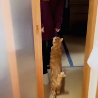 お母さんに挨拶する茶トラ猫