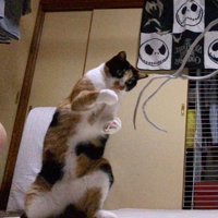 立っている三毛猫