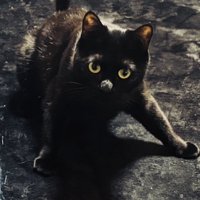 前足を踏ん張って立つ黒猫