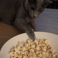 ポップコーンのお皿に手を伸ばしている猫