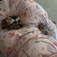 布団の上に乗る猫たち