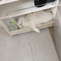 気持ちよさそうな猫