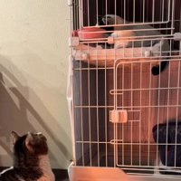 ケージの上段にいるカツラくんを見上げる先住猫