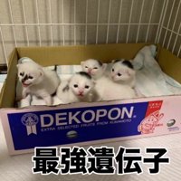 白黒の子猫たち